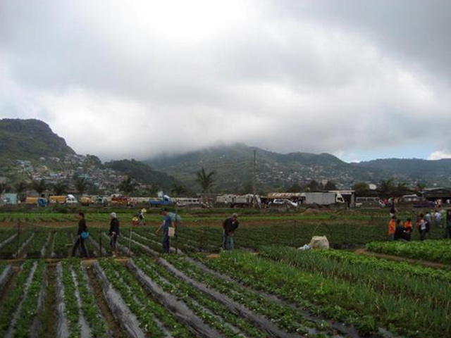 딸기농장 액티비티